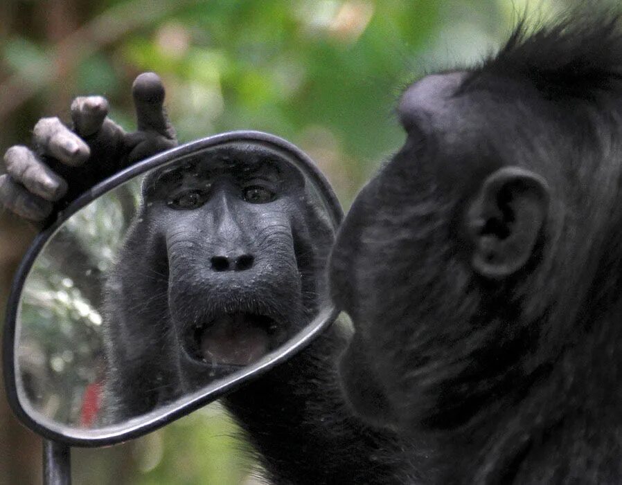 Обезьяна не понимает. Смешные обезьяны. Зеркало и обезьяна. Животные и зеркало. Зеркало обезьянка.