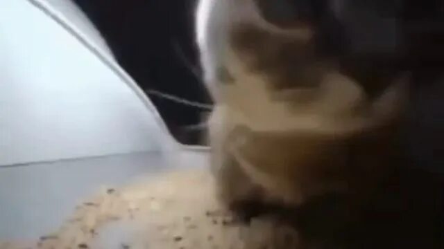 Мем с котом чапа чапа
