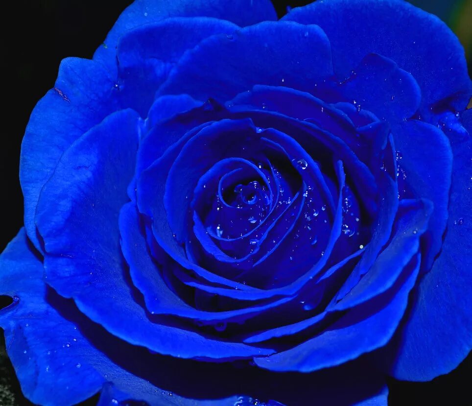 1 часть синий. Роза ультрамарин. Синий цвет. Синяя роза. Красивый синий цвет.