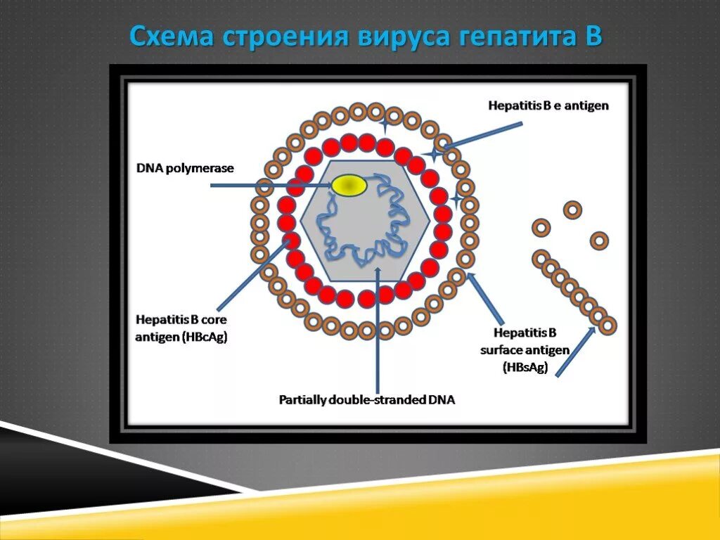 Схема строения генома вируса гепатита в. Схема гепатита а. Вирус гепатита c. Строение вируса гепатита в. Строение вируса гепатита с схема.