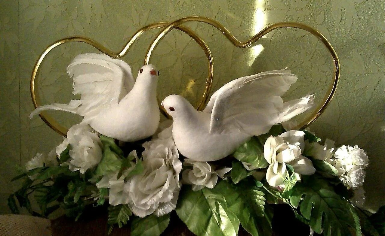 лебедей белых голубей. голуби в природе. омские белые статные голуби. лебедей белых голубей. голуби в цветах живопись.