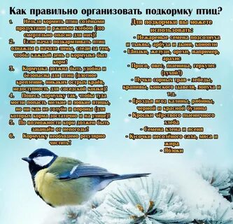 Зимующие птицы мероприятие в библиотеке