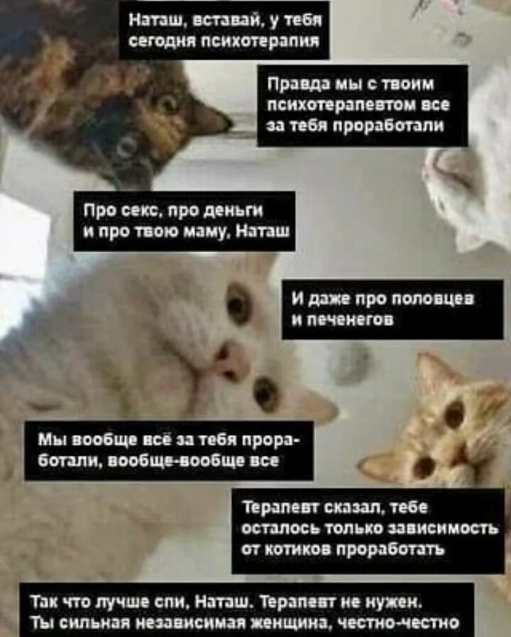 Наташа и коты мемы. Мемы с котами и Наташей. Кот санкции. Мемы про котов. Проснуться в 3 33