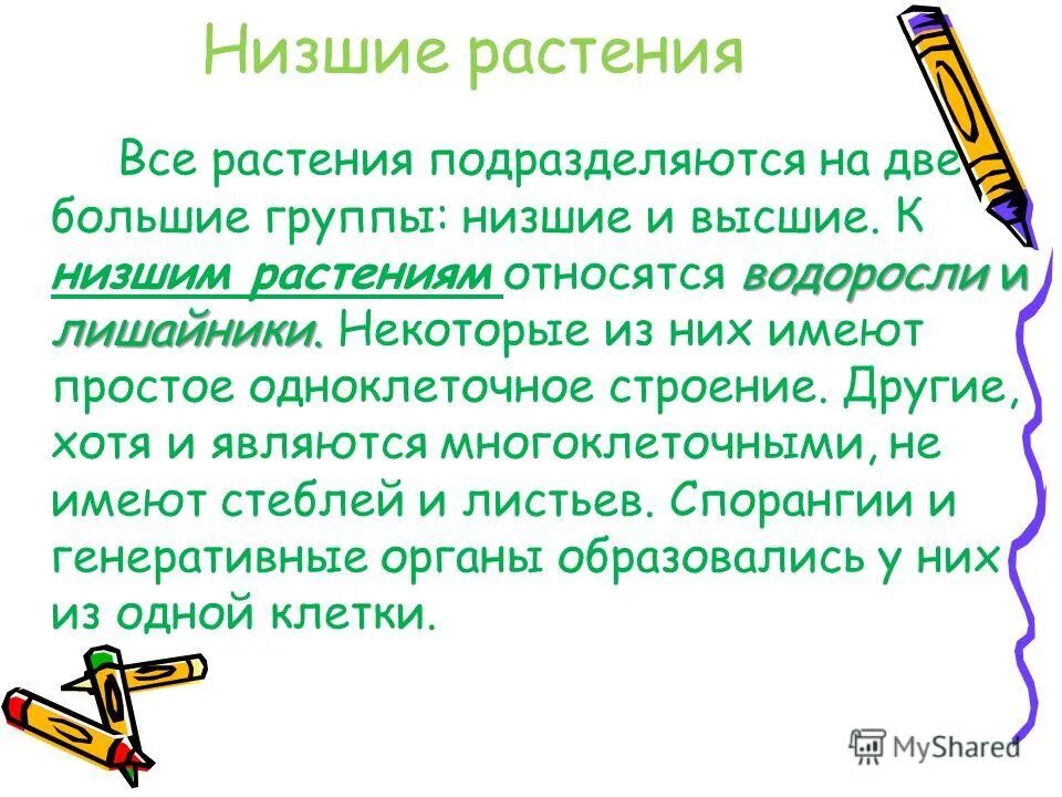 Какие признаки характерны для низших растений. К низшим растениям относятся. Отличие низших растений. Почему водоросли относятся к низшим растениям. Низшие растения к низшим растениям относятся текст.