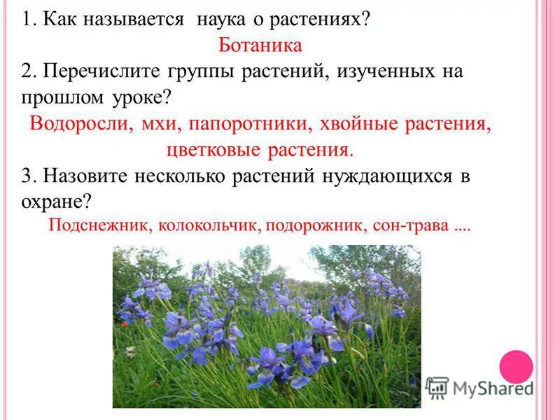 Название науки изучающей растения. Перечисли группы растений. Ботаника группы растений. Перечисли группы растений изученные на уроке. Как называется группа растений.