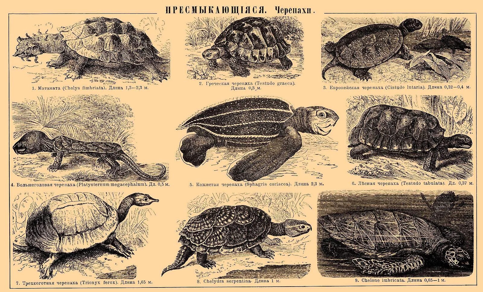 Эволюция черепахи. Название черепах. Древняя черепаха. Видовое многообразие черепах.