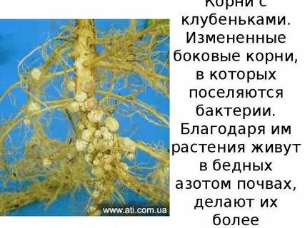 Скачу корень