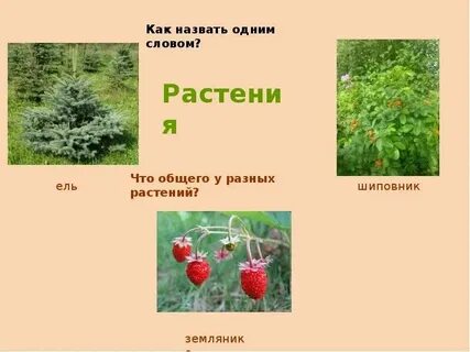 Почему в слове растение