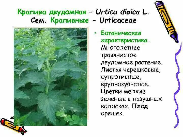 Крапива двудомная (Urtica dioica). Крапива двудомная многолетнее травянистое. Крапива двудомная лекарственное сырье. Крапива двудомная строение. Крапива схема