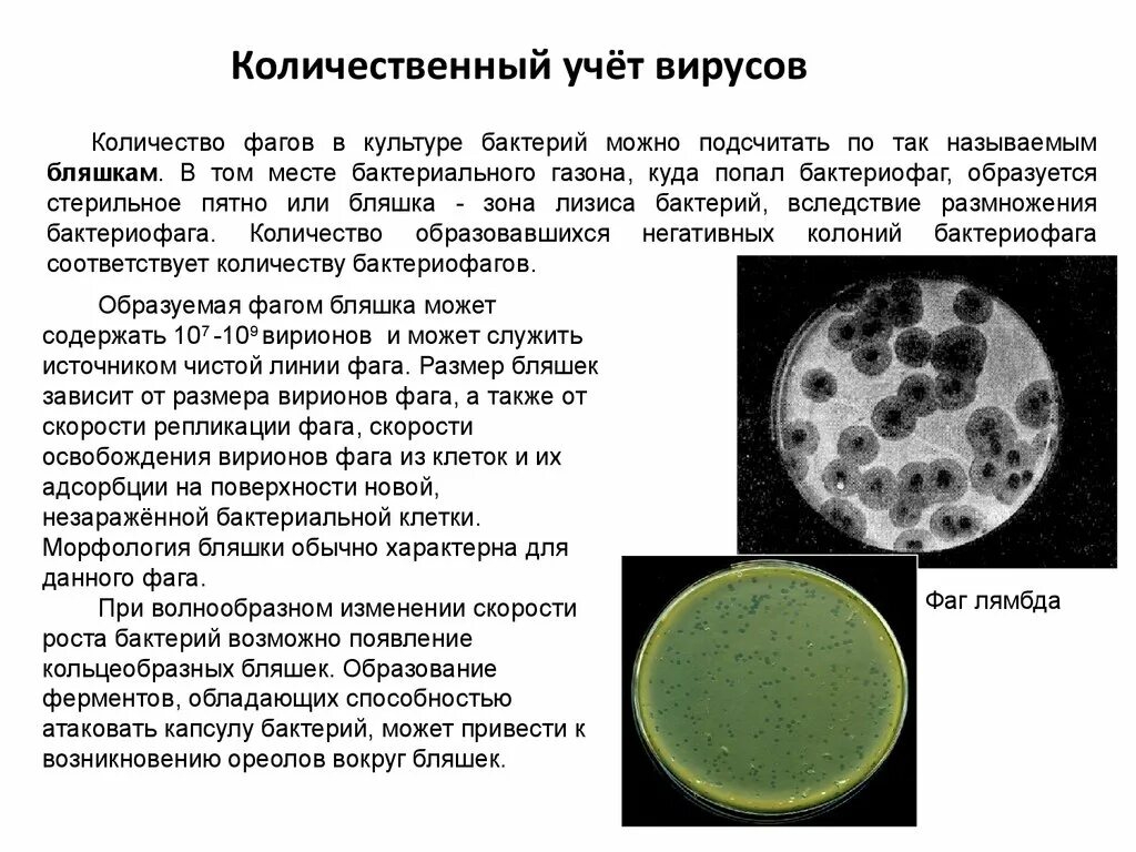 Определение количества вируса