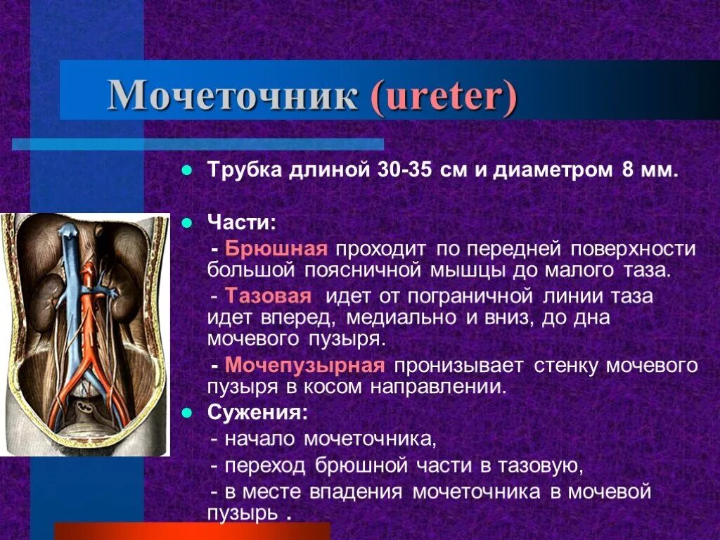 Тазовая часть мочеточника. Мочеточник анатомия. Мочеточник по отношению к брюшине. Отношение мочеточника к брюшине.