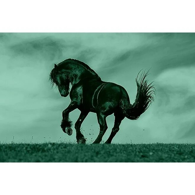 Фризская лошадь фредерик. Черный конь. Вороной конь во сне. Вороной конь под седлом. Лошадь черный.