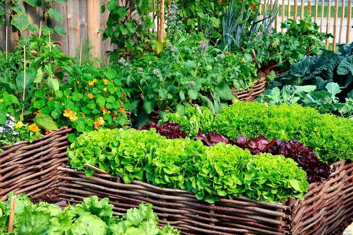 Vegetable run