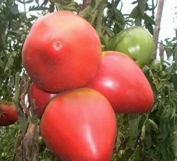 Розовый фламинго томат отзывы урожайность характеристика