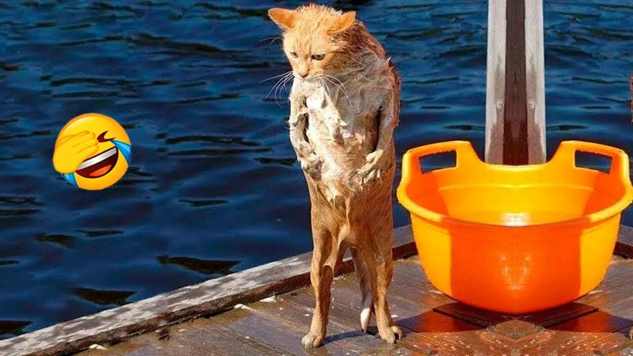 Коты с озвучкой. Девушка в купальнике с собакой. Самые смешные видео года. Прикольные детские видеоролики. Звери из зоопарка.