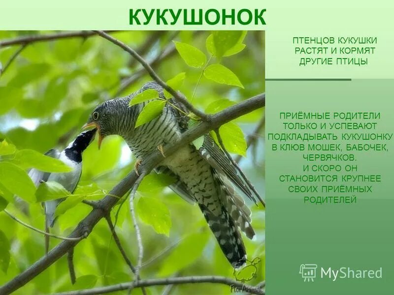 Птица кукушка жизнь