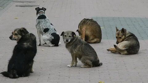 Бродячих собак 4
