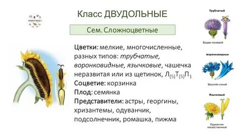 Сложноцветные растения размножение