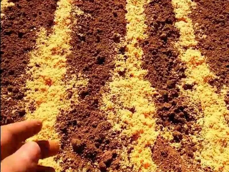 Семена моркови с песком. Морковь с песком сажать. Посев семян под зиму в грунт. Посадка мелких семян в песке. Как посадить морковь с песком.