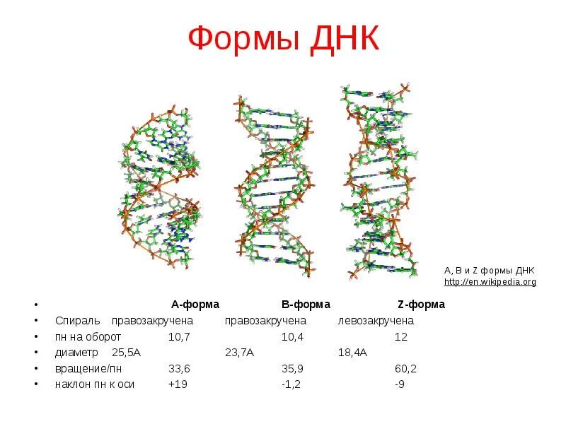 A B Z формы ДНК. Формы структуры ДНК. Формы спирали ДНК. В- форма ДНК, А- И Z- формы ДНК..