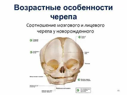 Черепной отдел
