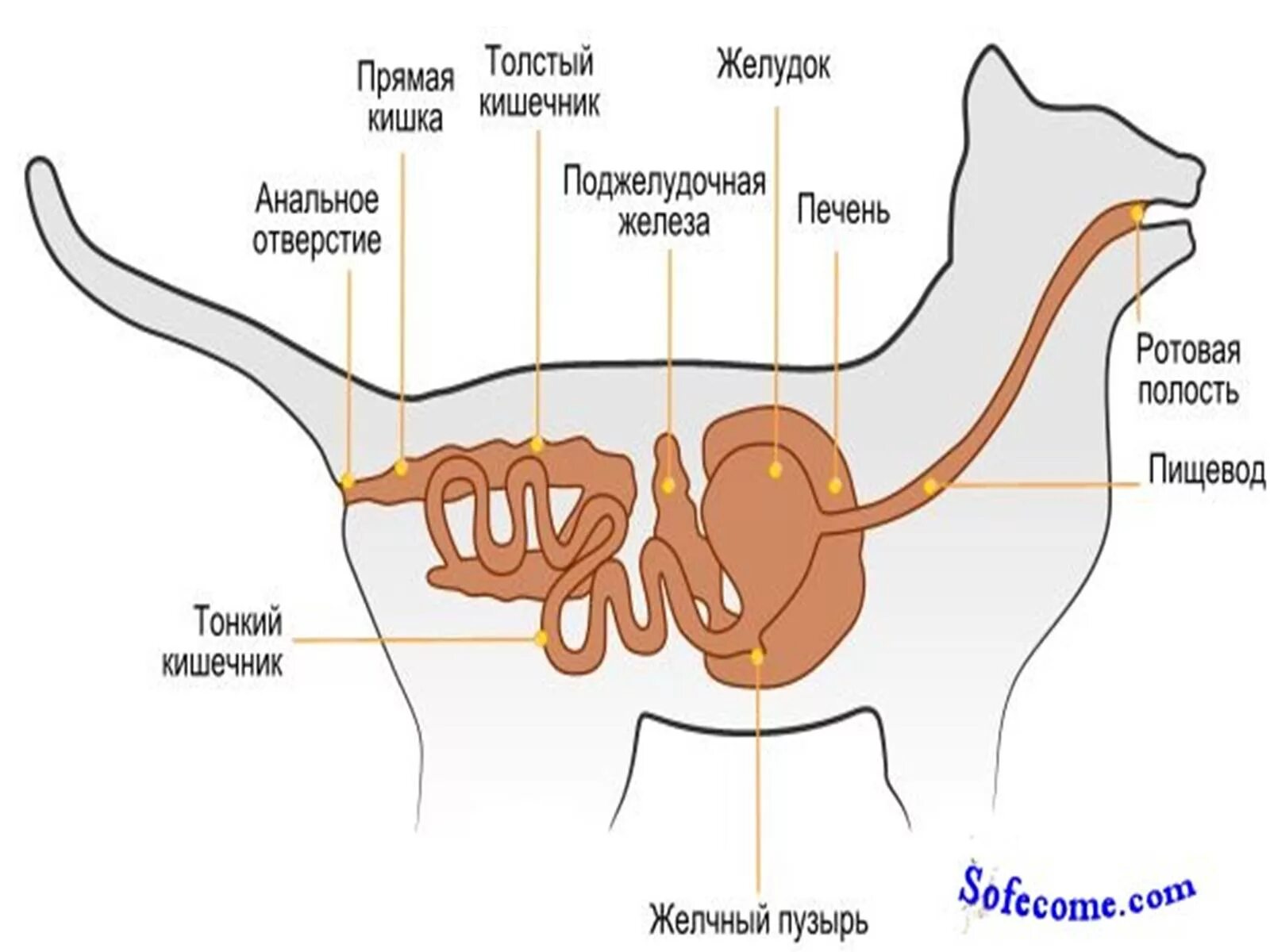 Пищевод собаки