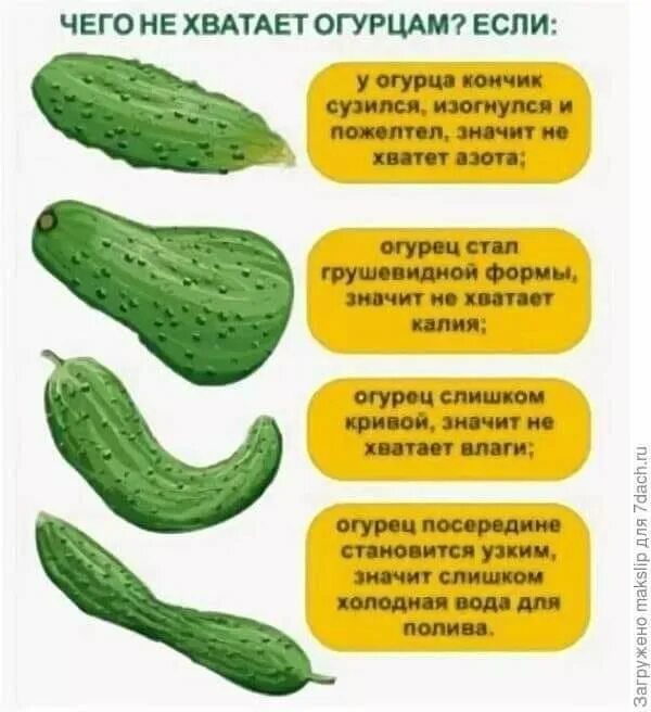 Нехватка элементов питания у огурцов по форме плода. Огурцы растут неправильной формы. Чего не хватает огурцам по форме. Искривлённый огурец. Формы для огурцов.