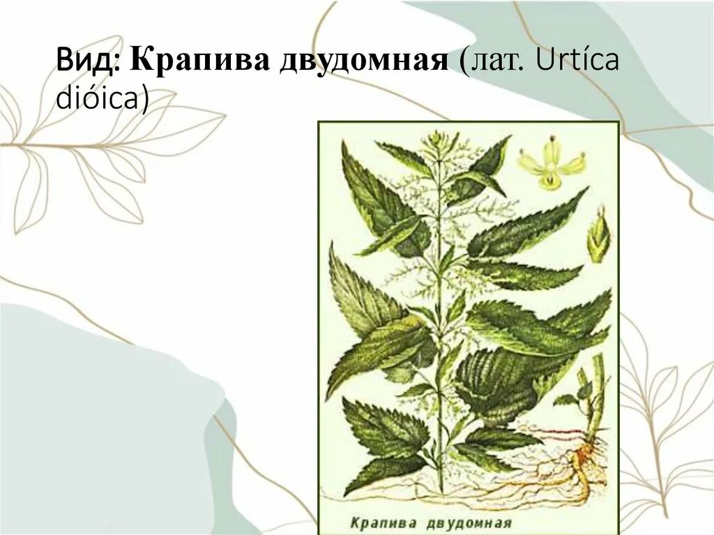 Рассмотрите фотографию листа крапивы двудомной. Тип жилкования листа крапивы двудомной. Строение листа крапивы двудомной. Крапива двудомная тип листа. Рассмотрите фотографию листа крапивы двудомной.