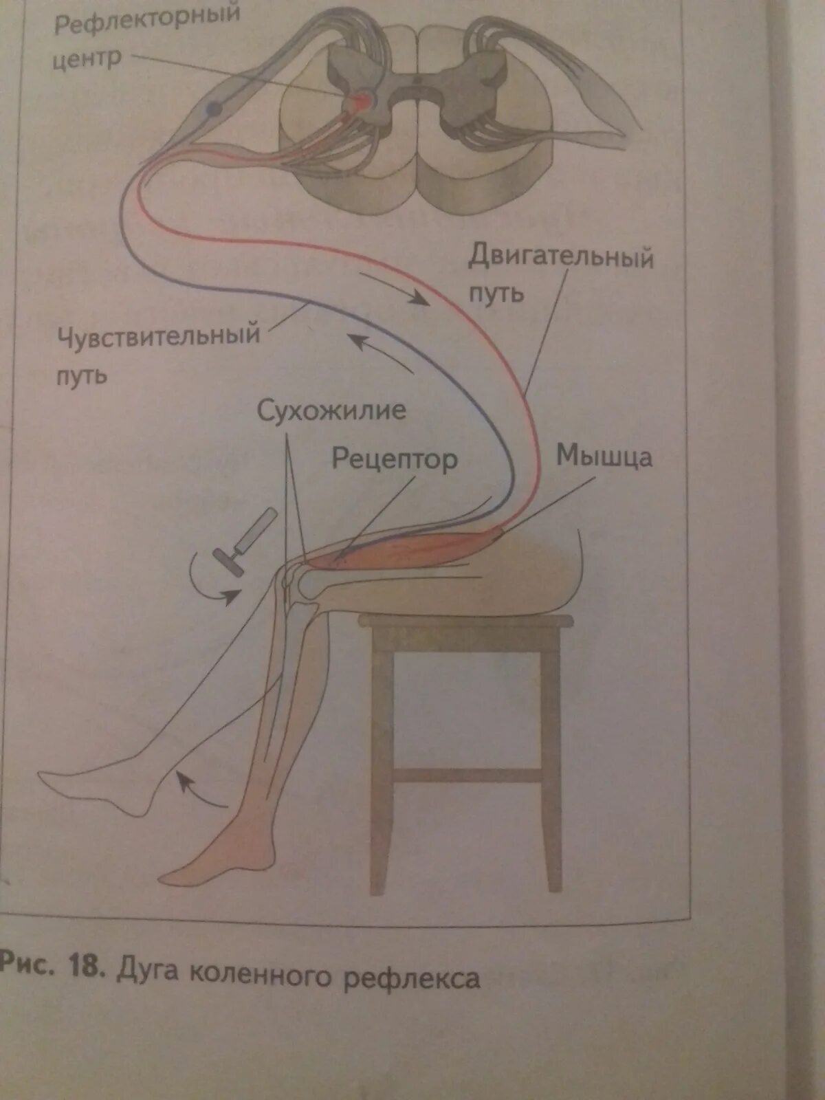 Чувствительное коленного рефлекса. Рефлекторная дуга коленного рефлекса. Коленный рефлекс физиология. Коленный рефлекс 1-рецепторы. Схема рефлекторной дуги коленного рефлекса.