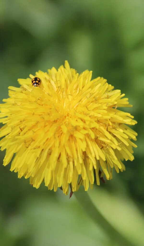 Dandelion Yellow Macro free image download