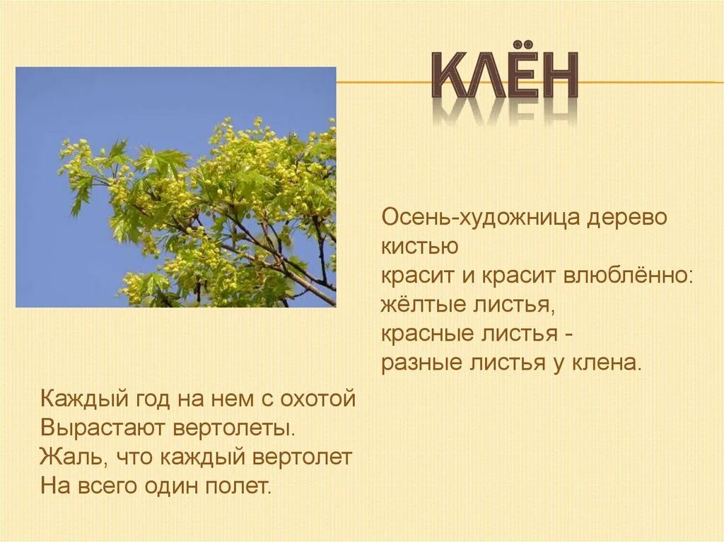 Загадка никто не пугает а вся дрожит. Загадка про осину. Стихотворение про иву. Загадки про кусты для детей. Сти для детей про деревья.
