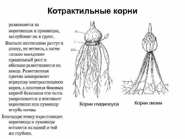 Какой тип корневой системы сформируется если. Строение луковицы корневую систему. Корневая система чеснока глубина и расположение. Строение корневой системы луковых. Строение луковицы лилии.