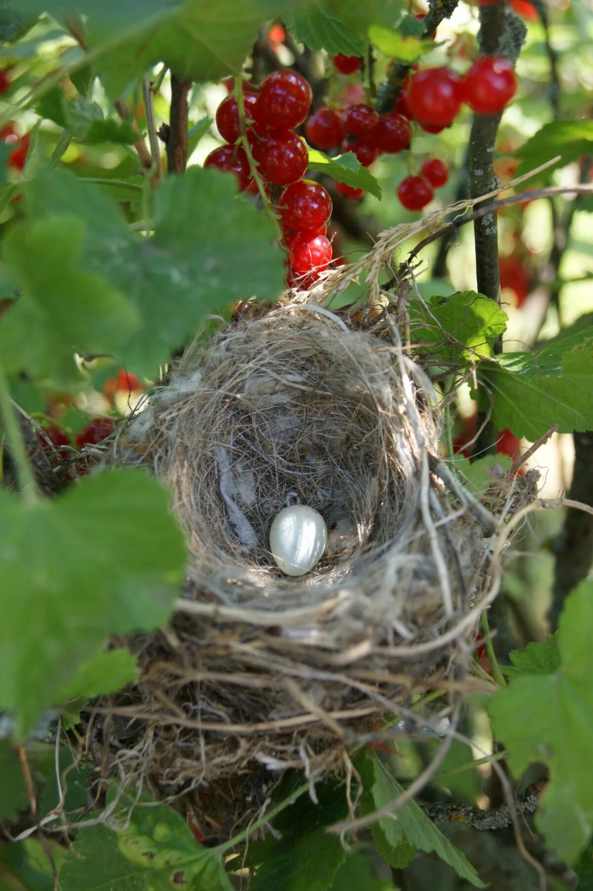 Plant nest. Гнездо в смородине. Гнездо в кустах смородины. Гнездо в кустарнике. Смородина куст.