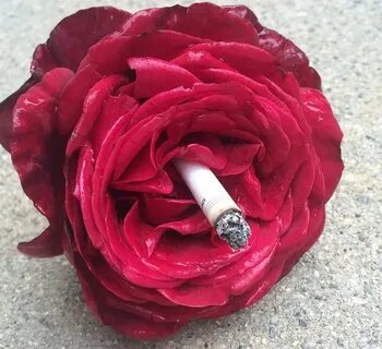 Сигареты rose