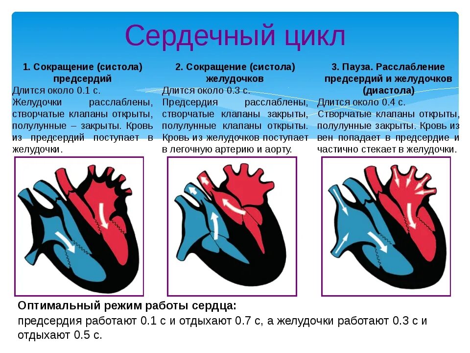 Сокращение предсердий в сердечном цикле. Сердечный цикл система диастола. Диастола предсердий и желудочков. Систолы желудочков сердечного цикла. Фаза сердечного цикла систола предсердий.