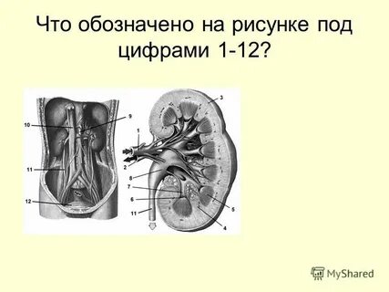 Елей под цифрой 1