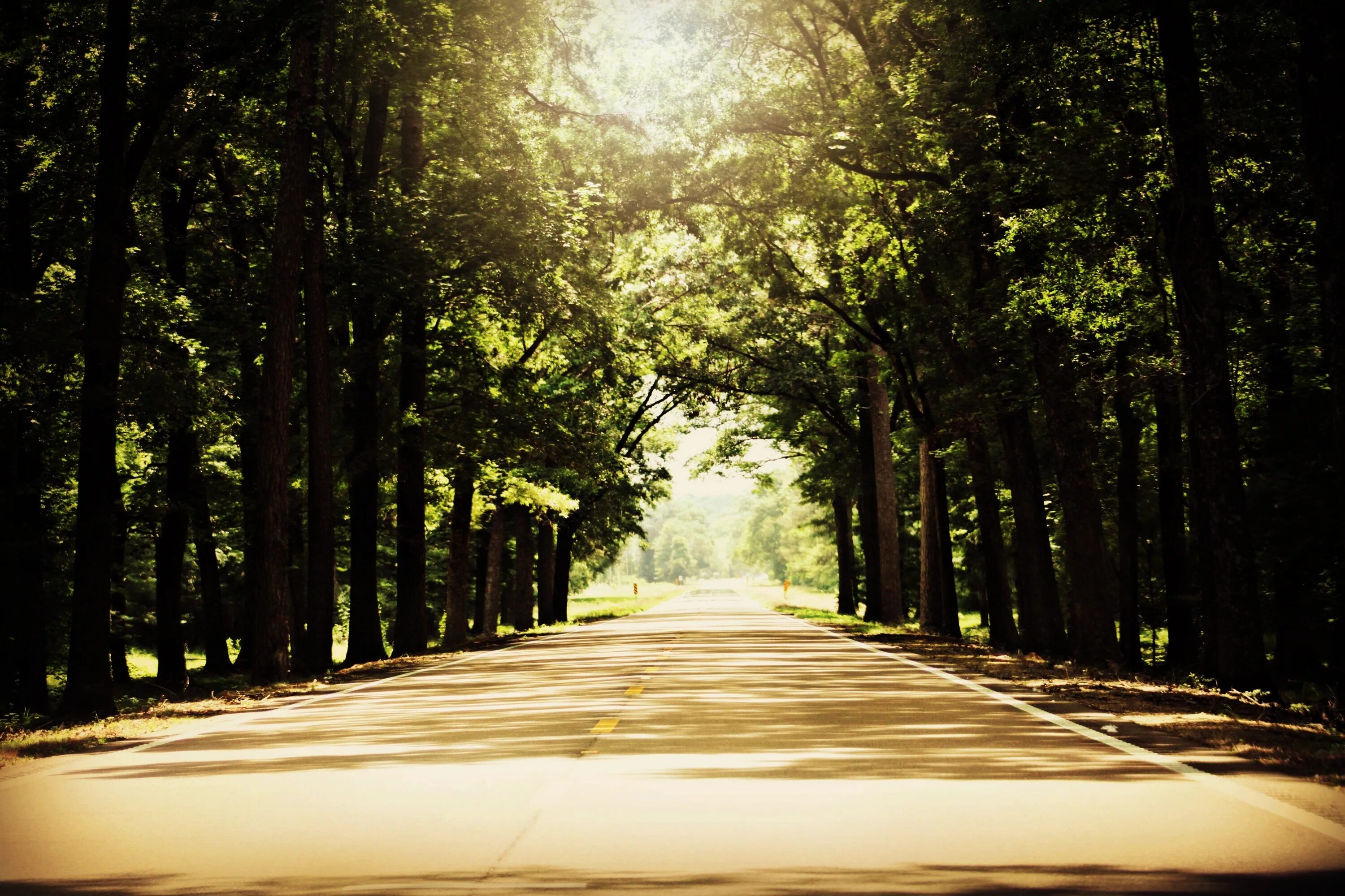 Street trees. Фон улица лес. Улица с деревьями. Улица из леса. Улица с деревьями по обеим сторонам.