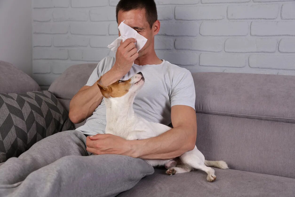 Аллергены домашних животных. Аллергия на собак у человека. Домашние животные для аллергиков и астматиков. Аллергены для собак