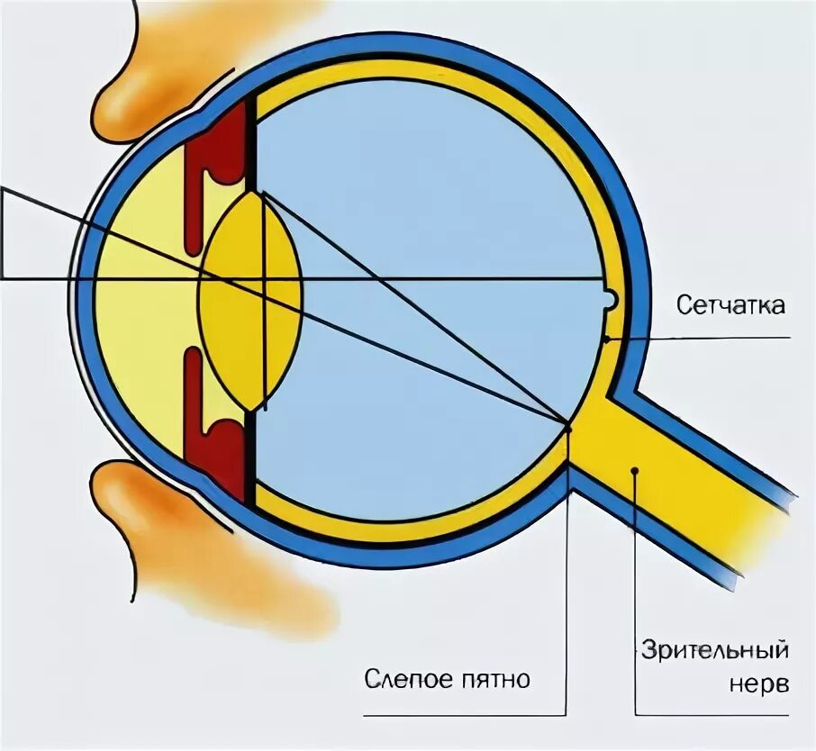 Функции слепого пятна глаза. Слепое пятно сетчатки. Слепое пятно на сетчатке глаза. Зрительный анализатор слепое пятно. Желтое пятно и слепое пятно глаза.