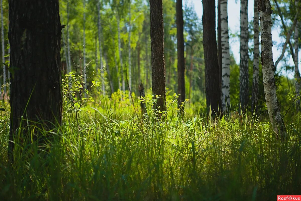 Лето лес июль. Пасовский лес. Июль в лесу. Август лес. Июльский лес.