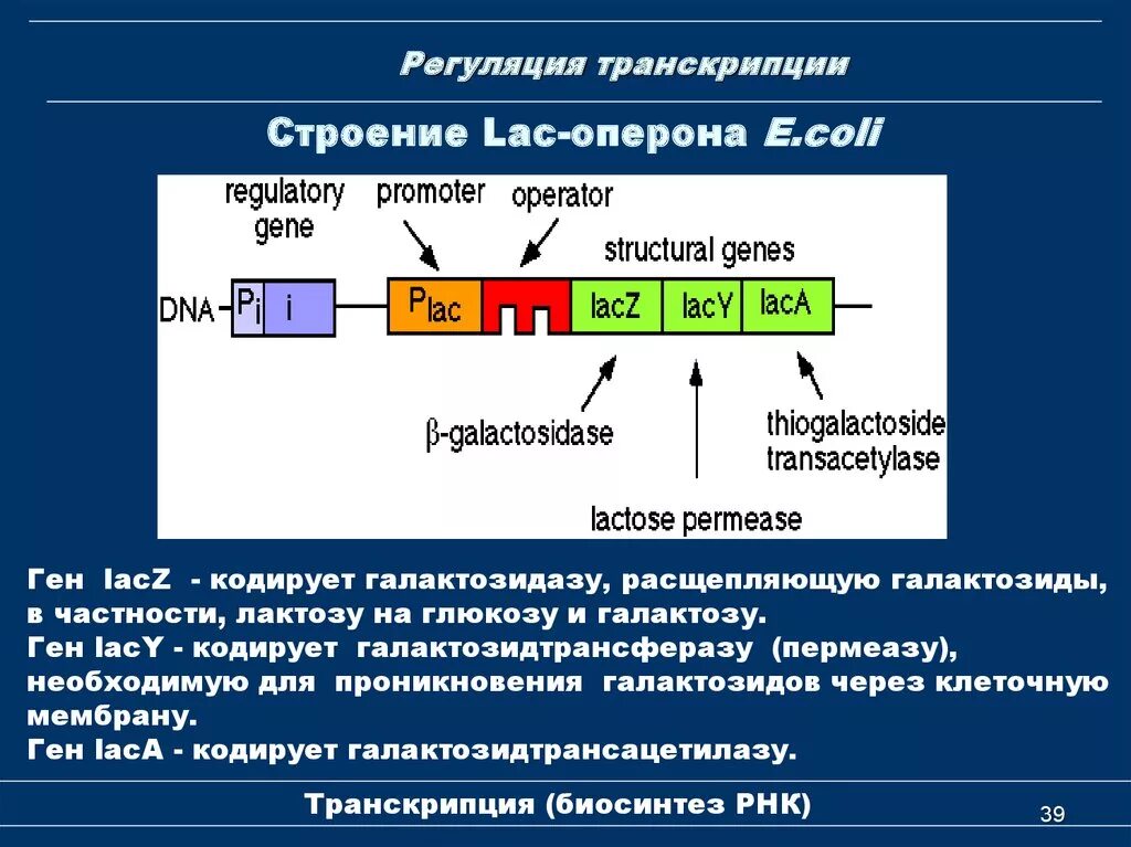 Кодирует ферменты содержит белки переносчики. Процессинг РНК биохимия. Структура Lac-оперона. Строение Lac оперона. Транскрипция и структура оперона..