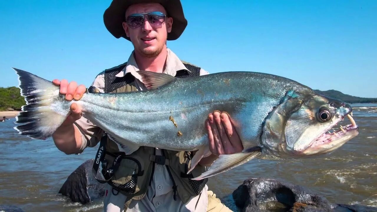 Рыба скумбриевидный гидролик. Паяра рыба вампир. Скумбриевидный гидролик (payara). Скумриевидный гедролик. Скумбриевидный гидролик.