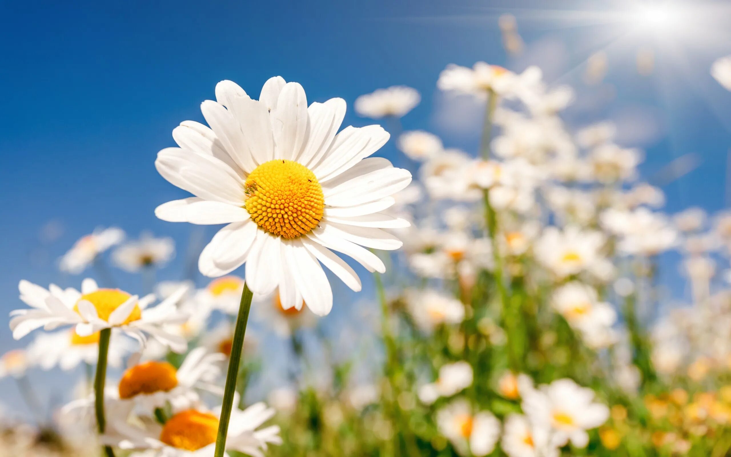 Ромашка луговая. Цветы лето ромашки. Полевые ромашки. Ромашки рода pyrethrum. Заставка на рабочий стол ромашки.