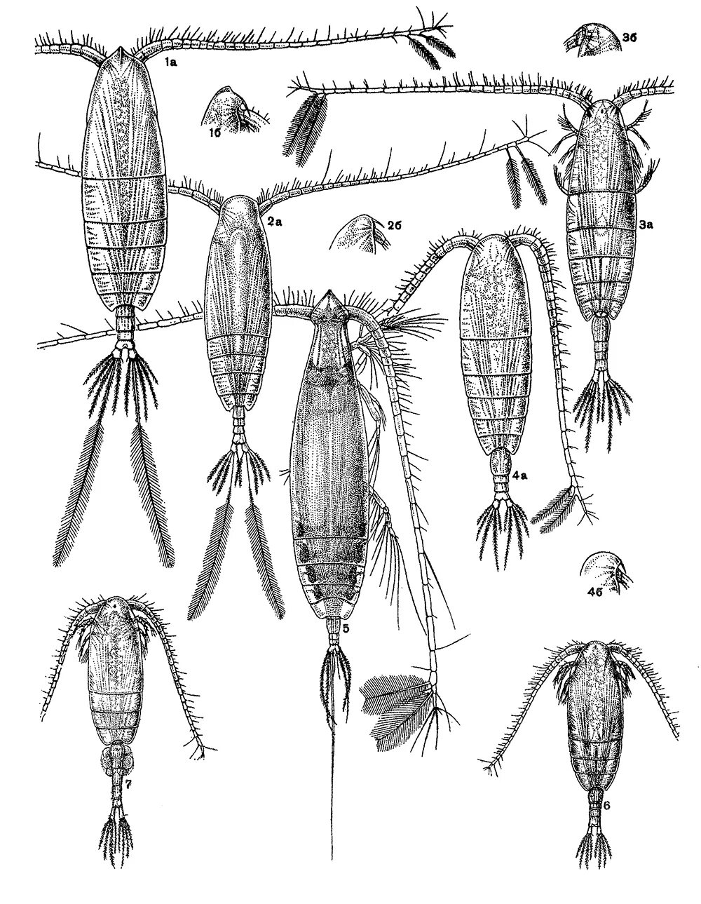 Веслоногие ракообразные циклоп. Веслоногие ракообразные циклоп. Циклоп представитель ракообразных. Циклоп представитель ракообразных. Циклоп представитель ракообразных.