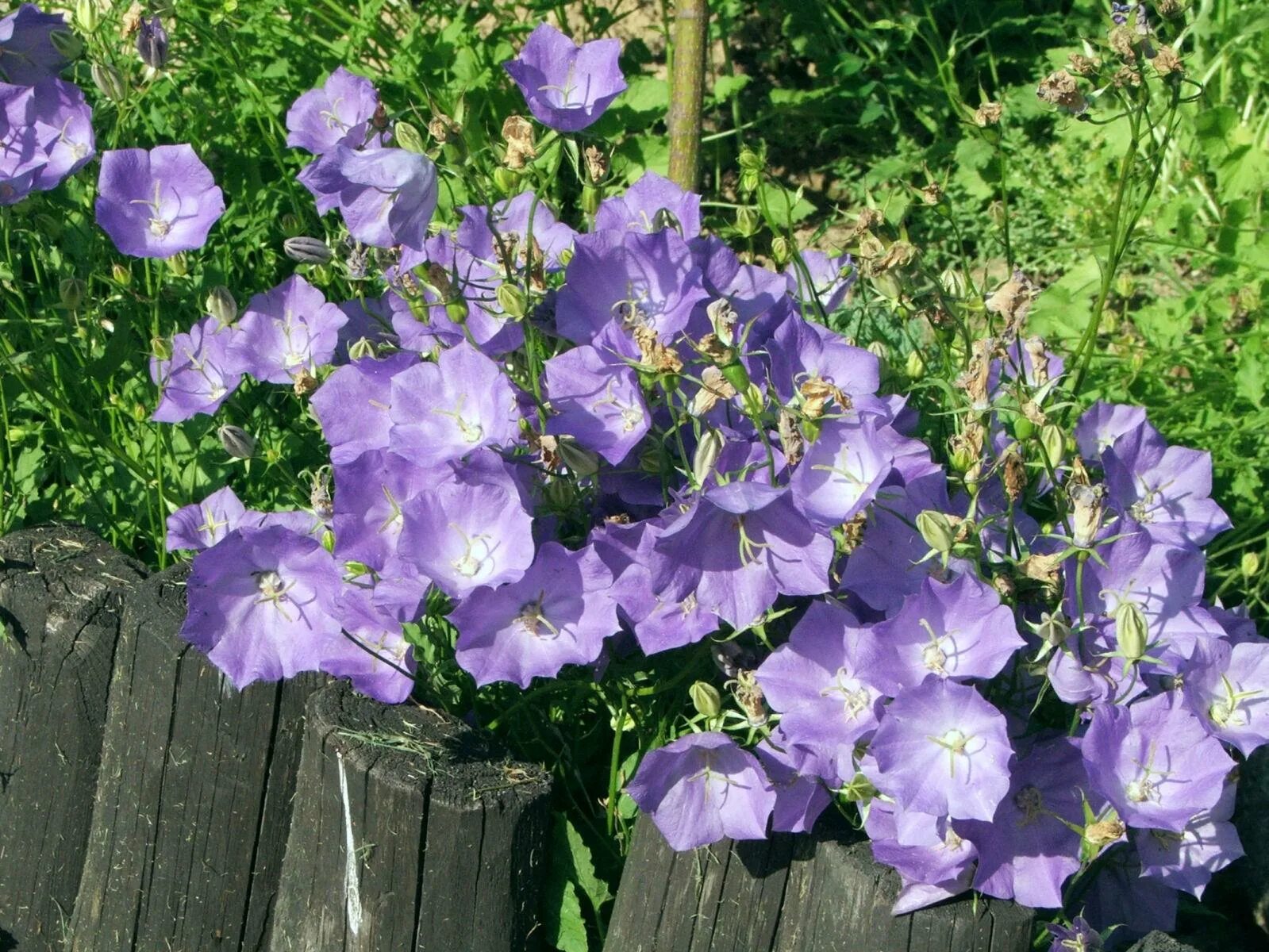 Садовые колокольчики. Колокольчик Карпатский (Campanula Carpatica). Колокольчик Карпатский Блю клипс. Колокольчик Карпатский 'Pearl Blue'.