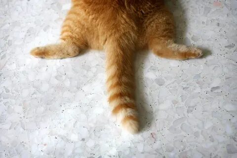 У кошки есть хвост