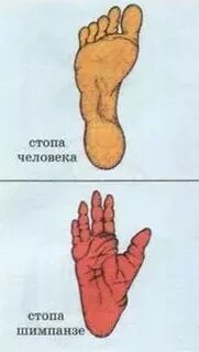 Стопа человека и шимпанзе