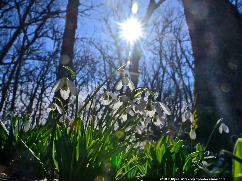 Весенние бабочки. Первоцветы (подснежники, крокусы, гиацинты). День весеннего пробуждения. День весеннего пробуждения. Первоцветы - подснежники, ландыши?.