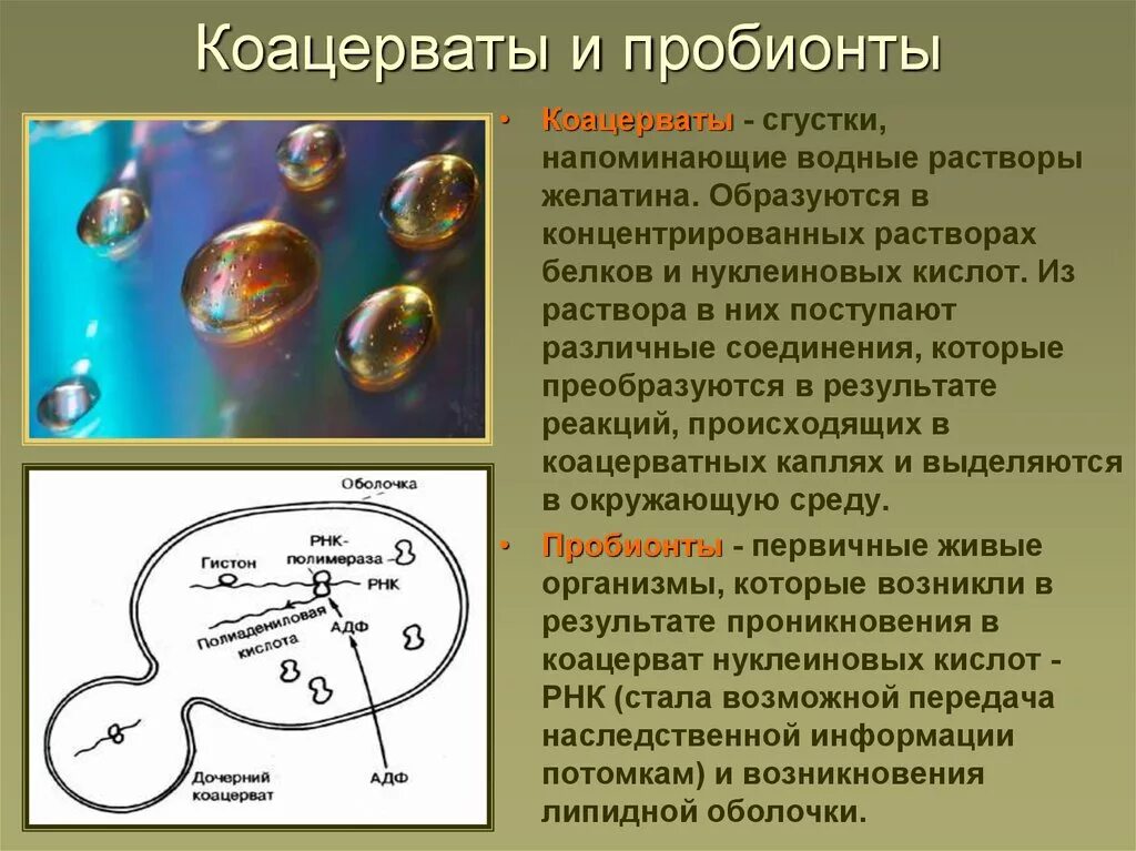 Коацерваты живые организмы. Возникновение жизни на земле коацерваты. Пробионты. Возникновение жизни на земле Протобионты. Пробионты это в биологии.