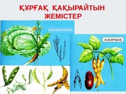 Ескіден ауызға порно